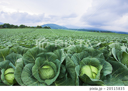 キャベツ豊作 20515835