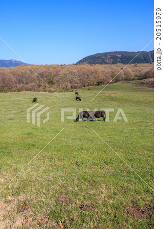 牛の放牧 20515979