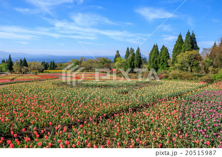 チューリップ畑 20515987