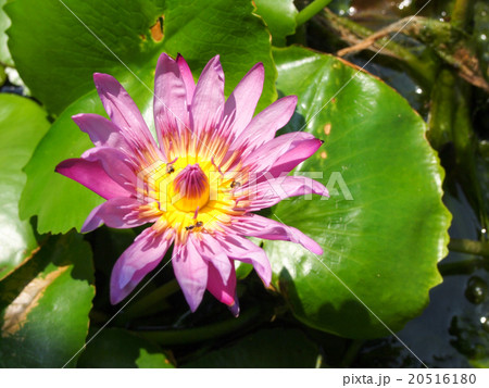 Lotus buds Lotus flower and Lotus flower plants. Lotus buds Lotus flower and Lotus flower plants. 20516180