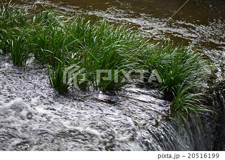 堰堤のセキショウ 20516199
