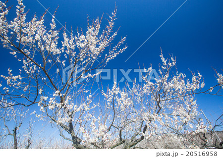青空と梅 20516958