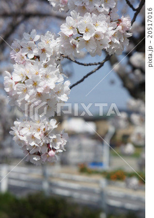桜 20517016