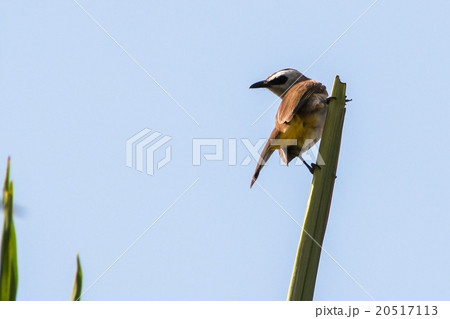 Yellow-vented Bulbul in Phnom Penh, Cambodia. Yellow-vented Bulbul in Phnom Penh, Cambodia. 20517113