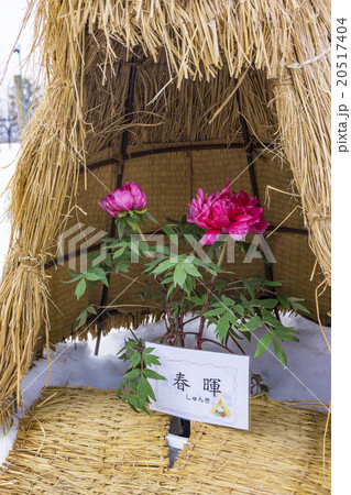 山形・まほろば冬咲きぼたんまつり 20517404