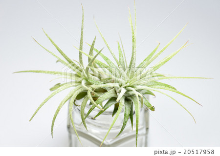 エアープランツ エアープランツ 20517958
