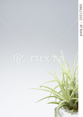 エアープランツ 20517960