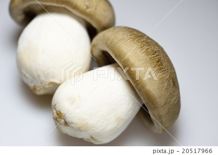 大黒本しめじ 20517966