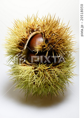毬栗・いがぐり 毬栗・いがぐり 20518050