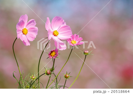 コスモスの花 コスモスの花 20518664