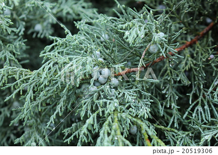 針葉樹の実 針葉樹の実 20519306