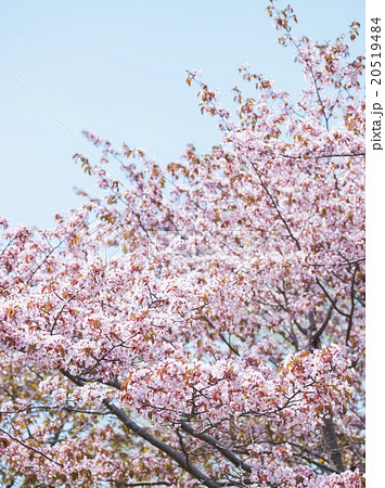桜 20519484