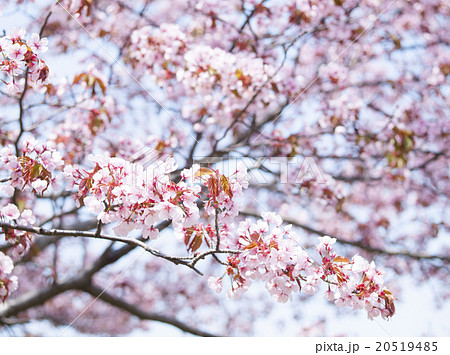 桜 桜 20519485