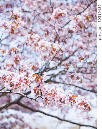 桜 20519486