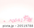 桜の花びら 20519788