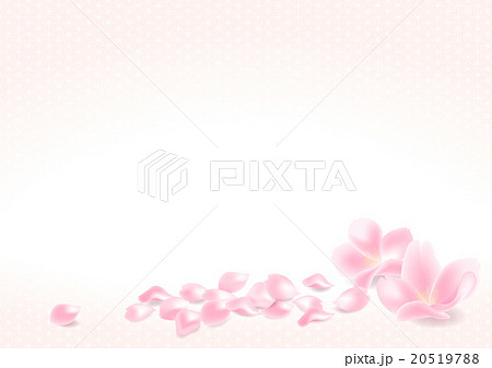 桜の花びら 桜の花びら 20519788