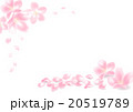 桜の花びら 20519789