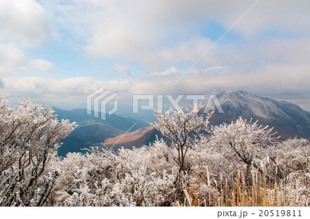 くじゅう連山と霧氷 20519811