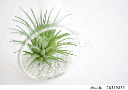 ハンギング・テラリウム(アーティフィシャルフラワー) ハンギング・テラリウム(アーティフィシャルフラワー) 20519836