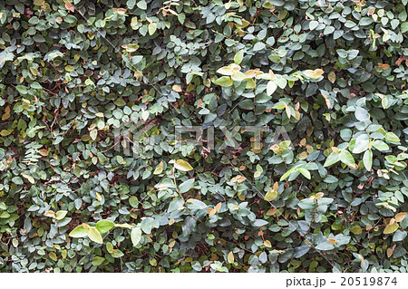 Green plant wall background decorated in garden Green plant wall background decorated in garden 20519874