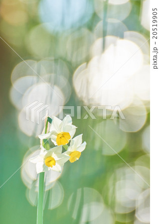 ニホンスイセン 20519905