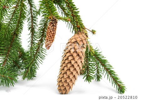 sprig of pine cones 20522810