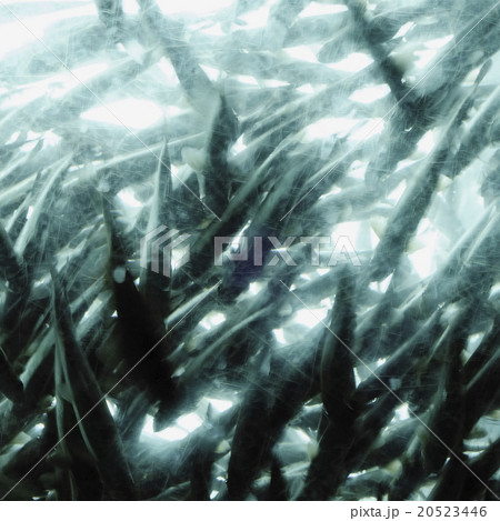 19438 19438 20523446