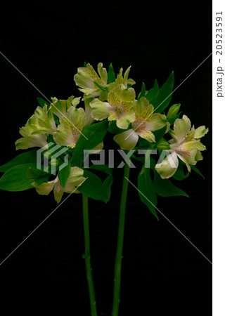 花 花 20523591