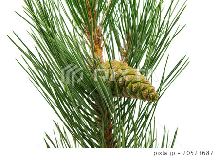 sprig of pine cones 20523687