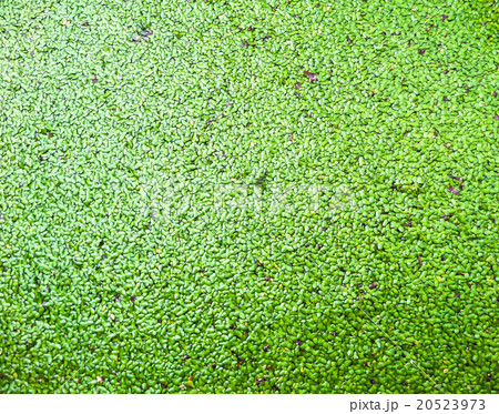 Huge of green Mosquito fern Huge of green Mosquito fern 20523973