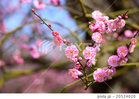 梅の花 岡山後楽園 の写真素材 5240