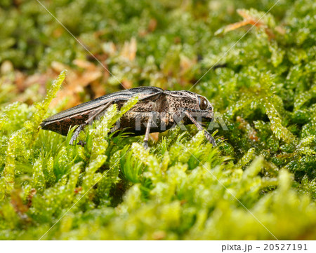 Borer beetle low angle view Borer beetle low angle view 20527191