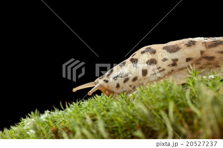 Sliding slug 20527237