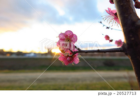 桃の花：天の川の堤防：大阪府枚方市。№３ 20527713