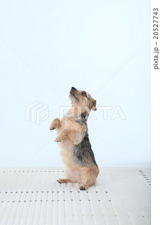 チンチンする小型犬 ノーフォークテリアの写真素材
