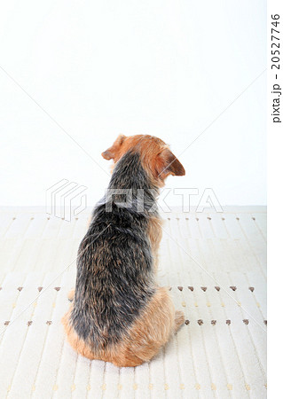 小型犬の後ろ姿の写真素材