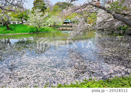 そめいよしの　染井吉野　ソメイヨシノ　桜　さくら　サクラ　春　春の花　春のはな　開花　満開　散る 20528312