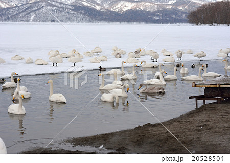 冬の屈斜路湖（砂湯） 20528504