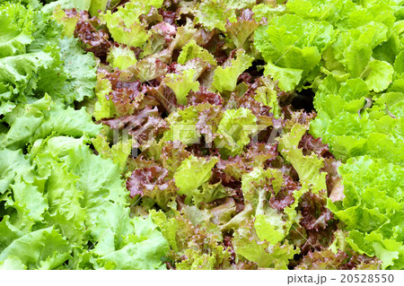 Green and Red Leaf Lettuce 20528550