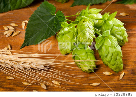 hop cones and barley 20529395