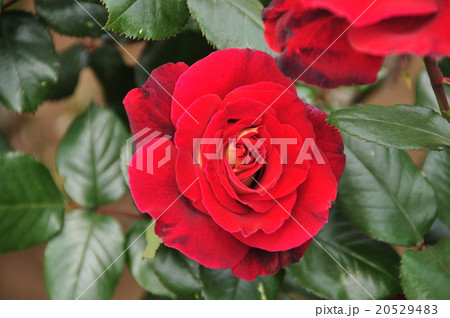 薔薇　キャプリス ドゥ メイアン 20529483