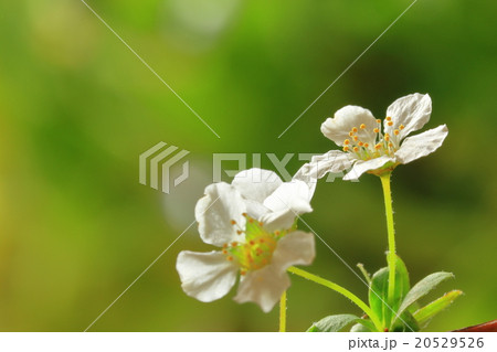 ユキヤナギの花 20529526