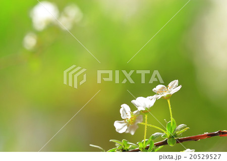 ユキヤナギの花 20529527