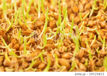 Close up of wheat germ background 20529823
