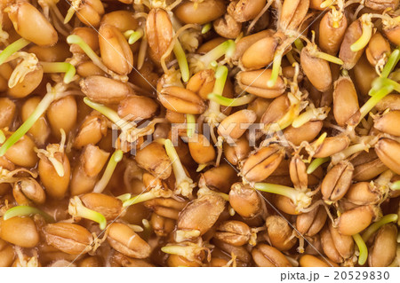 Close up of wheat germ background Close up of wheat germ background 20529830