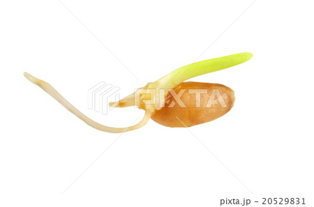 Close up of wheat sprout isolated 20529831