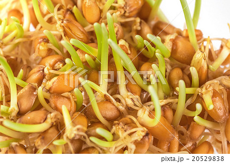 Handful of wheat germs isolated on the white  20529838