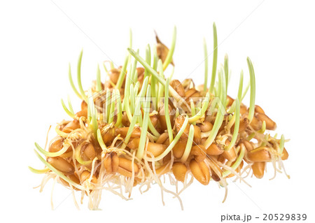 Handful of wheat germs isolated on the white  20529839