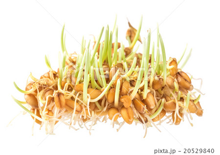 Handful of wheat germs isolated on the white  20529840