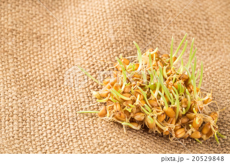 Handful of wheat germs on the burlap background Handful of wheat germs on the burlap background 20529848